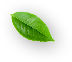 h6 leaf 1