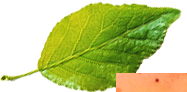 h6 leaf 3