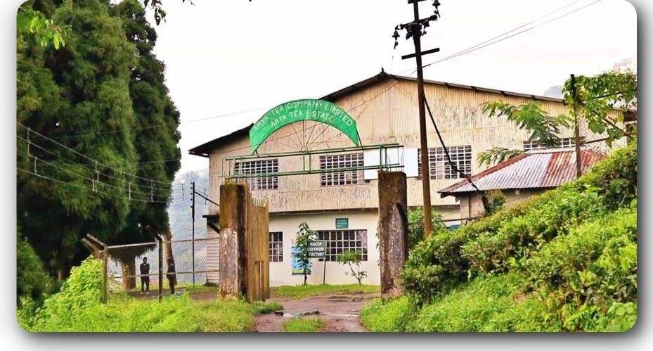 Arya Tea Estate Darjeeling