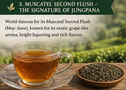jungpana muscatel second flush tea