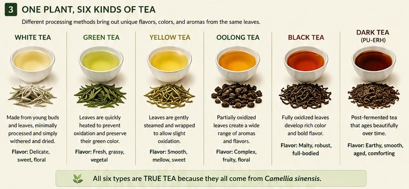 one plant six kind of tea