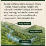 tindharia brew