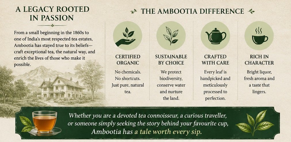 ambootia tea estate tea flush