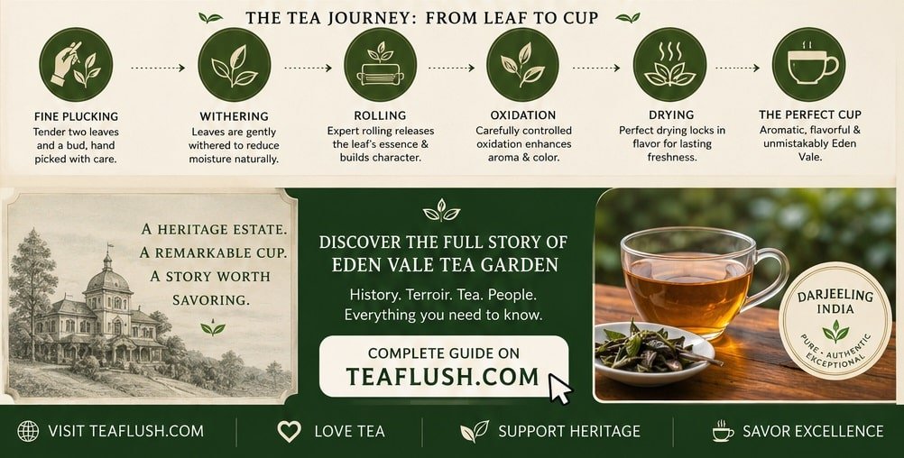 teaflush tea journey